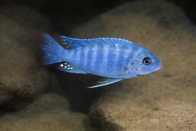 Maylandia zebra 'Undu Reef'